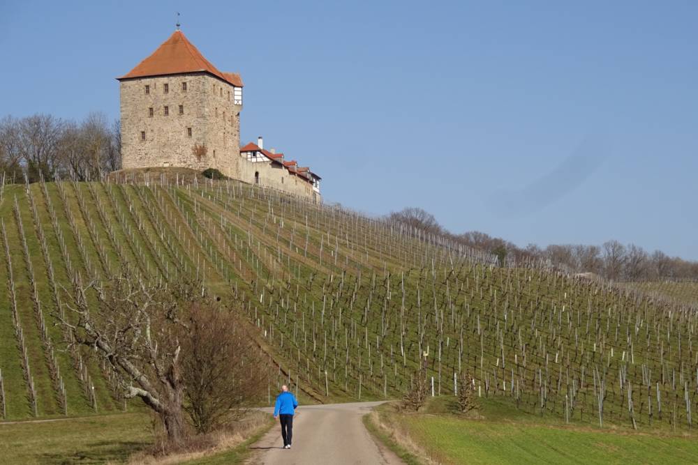 Weinberg vor Schloss Wildeck