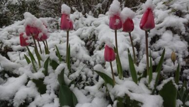Schneebedeckte Tulpen